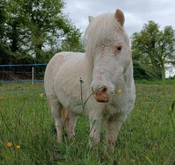 Hermione, ponette médiatrice