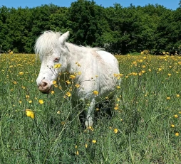 Hermione, ponette médiatrice
