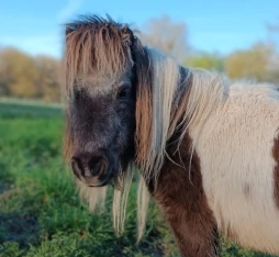 Minipouss, poney médiateur