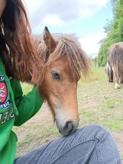 OualtDisney, cheval médiateur