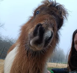 OualtDisney, cheval médiateur