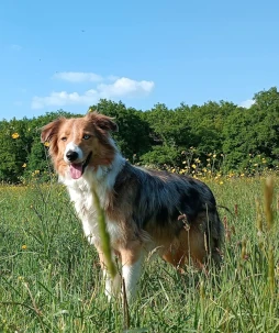 Sakura, border collie médiateur