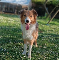 Sakura, border collie médiateur